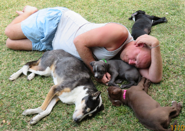 fostering pets with your existing pets